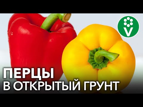 СОБИРАЕМ ВЕДРАМИ РАННИЙ УРОЖАЙ КРУПНЫХ ПЕРЦЕВ! Низко- и высокорослые сорта.