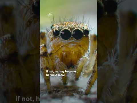 Meet one of nature's tiny dancers 🕷️💙 #ARealBugsLife #Spiders