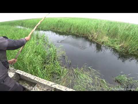 Пробрались на болотоходе в дикие места. Рыбалка на паук подъёмник в маленькой речке.