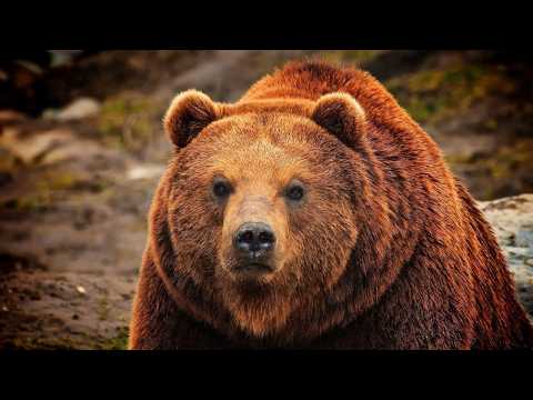 Хозяин леса: кто бросит вызов бурому медведю?