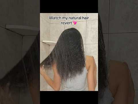 WATCH MY CURLS REVERT 💖 #naturalhair #naturalhaircare #curls #curlspoppin
