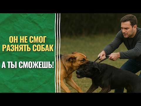 Как разнять драку собак — способ, о котором никто не говорит!