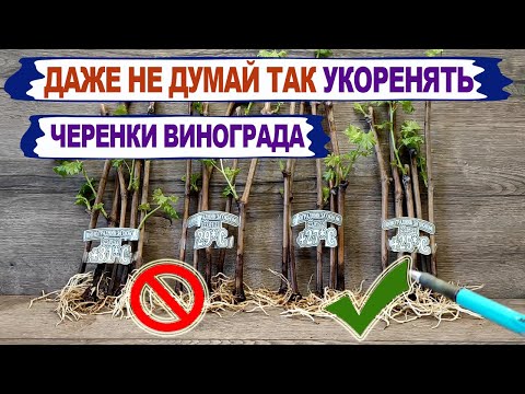 🍇 При какой температуре  НЕЛЬЗЯ укоренять ЧЕРЕНКИ ВИНОГРАДА. Почему МНОГО КАЛЛУСА это ПЛОХО?