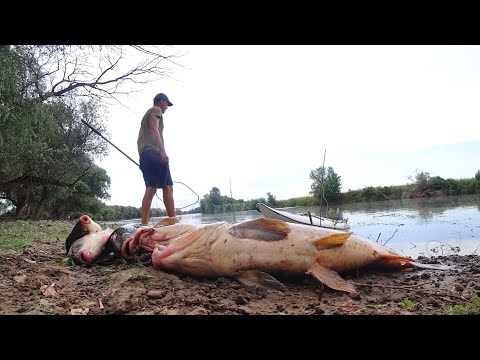 ВО ПРЁТ, ДИКИЙ САЗАН НА БУТЫЛКУ. РЫБАЛКА НА ЗАКИДУШКИ. Ловля на макуху. Рыбалка на сазана.