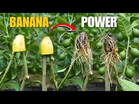 🍋Grow Lemon Trees FASTER Than You Ever Thought Possible
