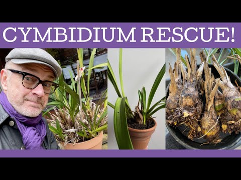 Cymbidium rescue & re-pot! Dividing and re-potting a massive old Cymbidium plant from an old garden!