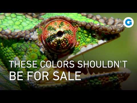 The Black Market From Madagascar’s Forest