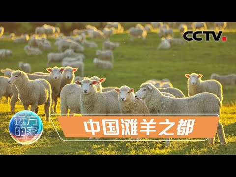 盐池：中国滩羊之都！探寻滩羊养殖背后的经济奇迹 看宁夏滩羊如何成为经济发展的领头羊 20230228 |《远方的家》CCTV中文国际