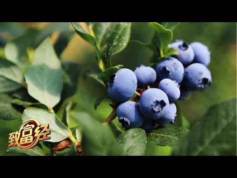 他种植的蓝莓非常能赚钱，就连种植方法都很特别，竟然种在花盆里！|「致富经」20230314