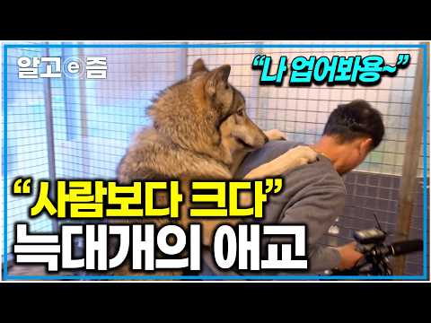 "충격 반전 애교쟁이 늑대개" 몸집은 산만한 게 애교가 수준급!｜세상에나쁜개는없다｜알고e즘