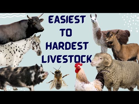 Easiest to Hardest Livestock for First Time Homesteaders