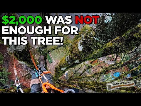 The WORST Maple I've Ever Removed! | Part 1