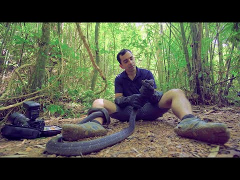 The Monocled Cobra, the Most Dangerous Snake in the World?
