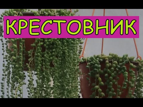 Крестовник роули и геррейна