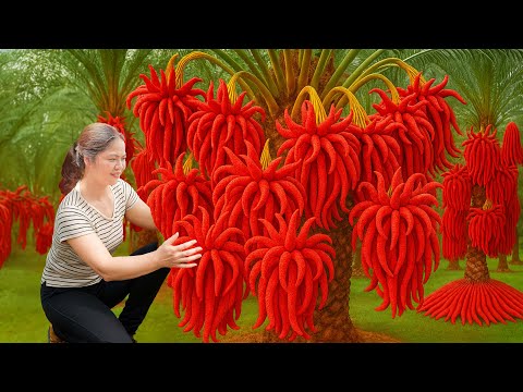 Harvesting RARE Red Buddha's Hand - Unique Forest Dishes | Traditional Village Recipe