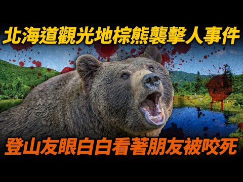 北海道人氣觀光地 知床半島 發生棕熊襲擊人事件！登山友眼白白看著友人被咬死拖走...防熊裝備到底有沒有用...