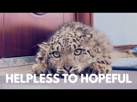 Heroic Rescue: Snow Leopard Snowy's Path to Recovery
