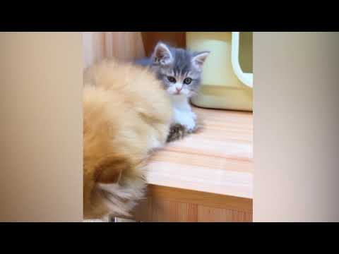 Kittens cuddle with their stuffed teddy bear β₯ β₯