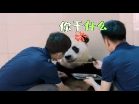 盼青生下双胞胎女儿美盼龙盼，不仅母性十足还十分护崽