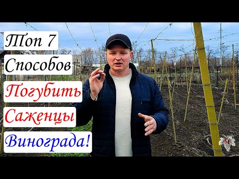 Как 100% ПОГУБИТЬ Вегетирующие САЖЕНЦЫ Винограда!