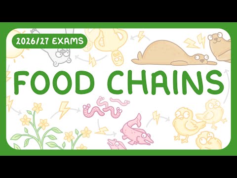 GCSE Biology - Food Chains & Predator-Prey Cycles (2026/27 exams)