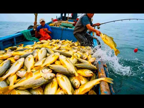 东海黄鱼大爆发！阿杰狂拉斤级巨货，鱼多到筐都装不下…日入破万太轻松！