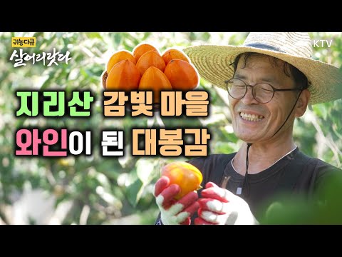 (Hadong, Gyeongnam/Episode 368) Daebonggam, at the foot of Jirisan Mountain, reborn as wineㅣ#KTV ...