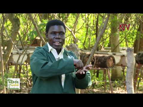 Reaping big from honey bees (Part 2) | SEEDS OF GOLD