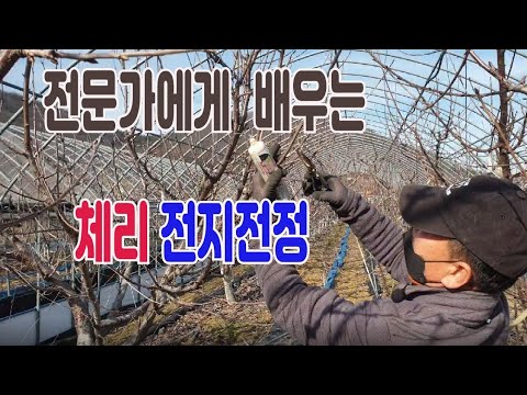 Cherry pruning tips from a cherry expert (easy yet difficult)