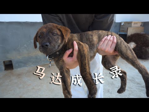 肩负使命的狗子长大了，花9个月记录了它的成长
