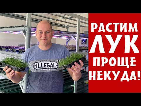 Микрозелень ЛУК, технология выращивания - как вырастить микрозелень без удобрений