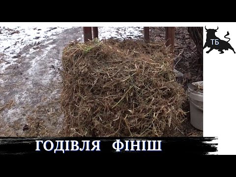 №28. ВІдгодівля биків в Україні. Годівля від 10 міс. до фіналу.