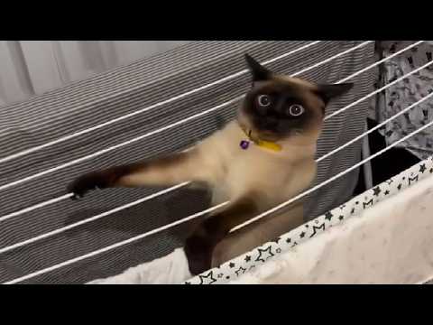 Cats: Unpredictable Madness