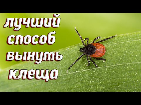 5 WAYS TO REMOVE A TICK