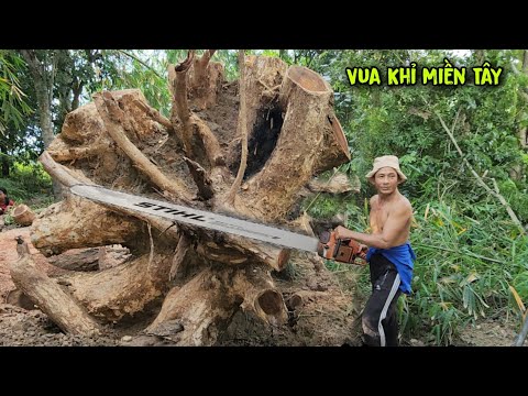 Chấn động! Chủ Cây Thưởng Nóng 10 Củ Nếu Vua Khỉ Cưa Được Bốn Cây Còng Siêu Khủng Ở Vị Trí Siêu Khó