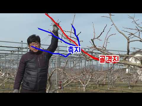 단감 정지·전정 기술(경남농업기술원 최성태 연구관)