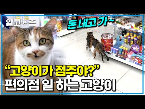 "천재 길냥이 채용했더니 가게 매출이 올랐어요" 손님들에게 소시지를 사달라며 애교를 부리는 것은 기본｜흘린 돈도 찾아주는 천재 고양이｜고양이를 부탁해｜알고e즘