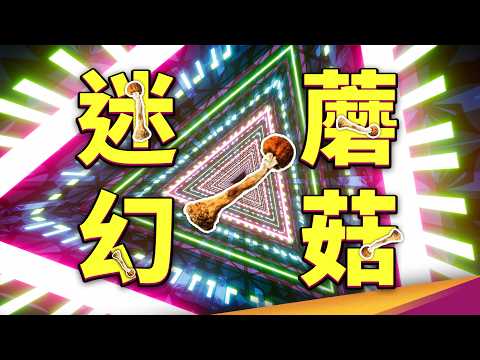 光敏者慎入🫥最「chill」研究？教授與200位學生集體嗑迷幻蘑菇！？裸蓋菇素不只幫你放鬆，還能戒菸、治頭痛？