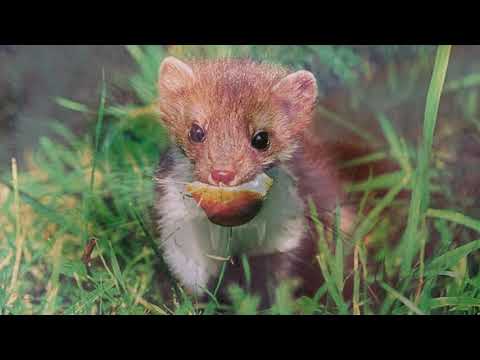 La fouine animal sauvage