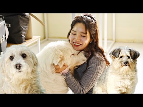 [재능기부]덩치가 커져서 버림받고..도살장에서 구조된 아이들..(평생가족찾아요🙏)