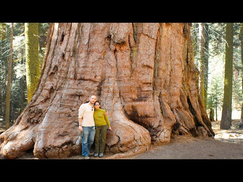15 THICKEST Trees on Earth