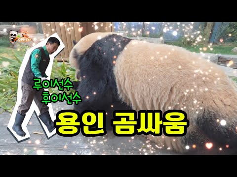 🗓20251219 세컨하우스🎦용인곰싸움 | 루이, 후이가 좋아🎦💕🐼루이바오🐼후이바오💕
