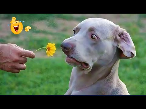 The Funniest Animal Videos Compilation 😹🐶 The Funniest Cat & Dog Moments Compilation 🐾