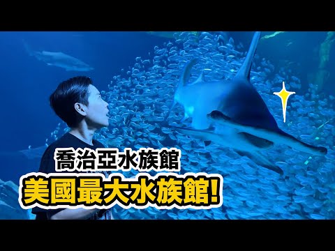 巨大鎚頭鯊 鋸鰩 魚群包圍~走進食人魚缸 鱷魚從頭頂游過!親手摸魟魚!達人帶路參觀美國最大水族館!