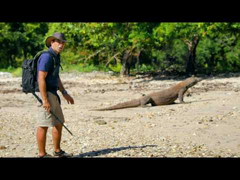 Indonesia : the most dangerous reptiles | Snake tracker