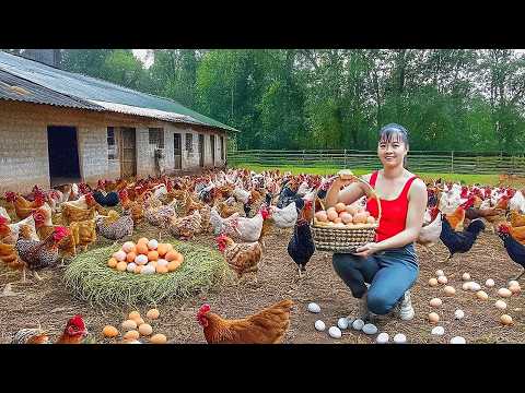 Harvesting 100+ Newly Hatched Chicks In Hole, Buy 1000+ Of Lemons From Farmers Go To Market Sell