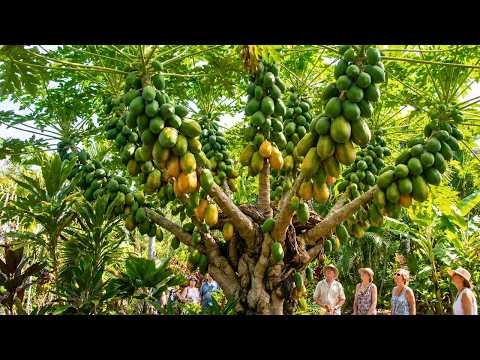 Growing Papaya Trees in Pots: Complete Step-by-Step Tutorial