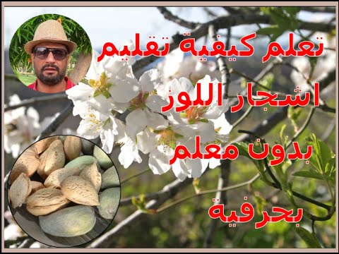 تعلم كيفية تقليم اشجار اللوز بدون معلم بحرفية