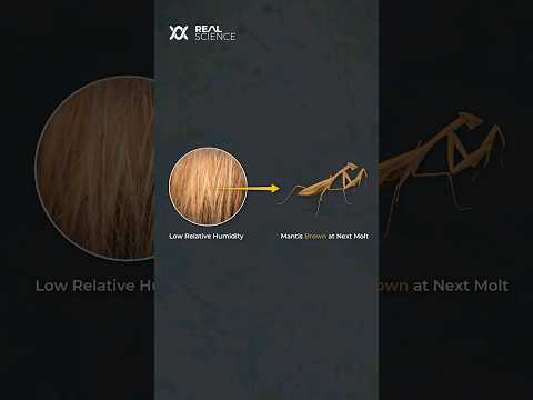 The secret superpower of the praying mantis