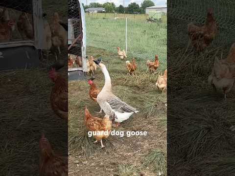 Guard dog goose!
